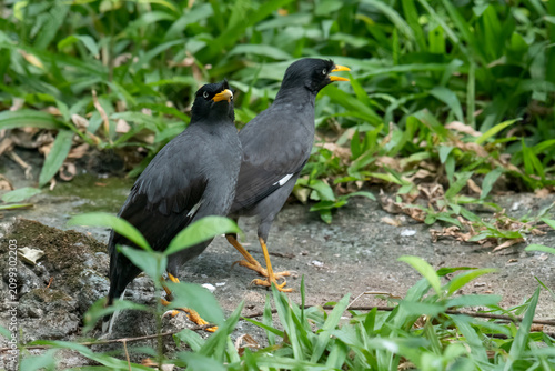a Javan myna standing in the ground looking for insect and seed