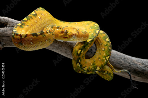 a Green Tree Python (Morelia viridis) coiled around a tree log