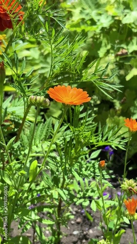 Orange calendula blooming in the flower garden