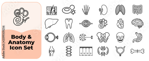 Tableau sur toile Set of medical and human body anatomy icons showing internal organs and skeletal