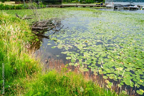 Water Lilies And Marina 2