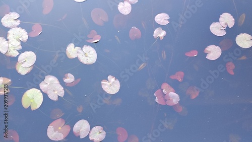 Fotografi Natural background of aquatic plant in water
