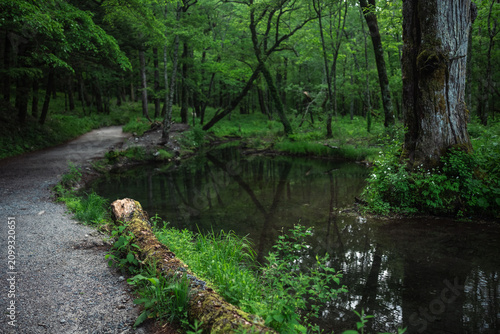 Forest path pond tree green...