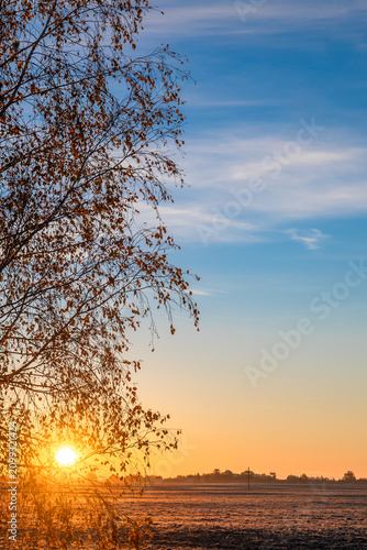 Landscape with birch tree in rising sun above agricultural field background in autumn time, autumn landscape and autumn background concept