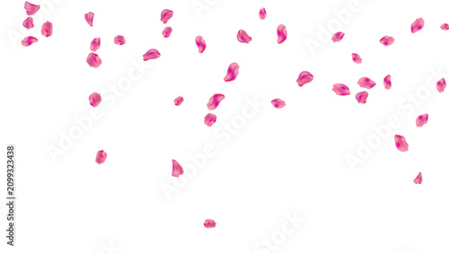 Bild auf Leinwand rose shower petals pink falling top background floral romance valentine love bor