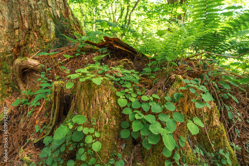 Forest fern moss tree stump...