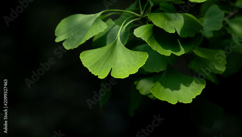 Beautiful ginkgo biloba leaves lit by soft sunlight, illustrating their uniqu...