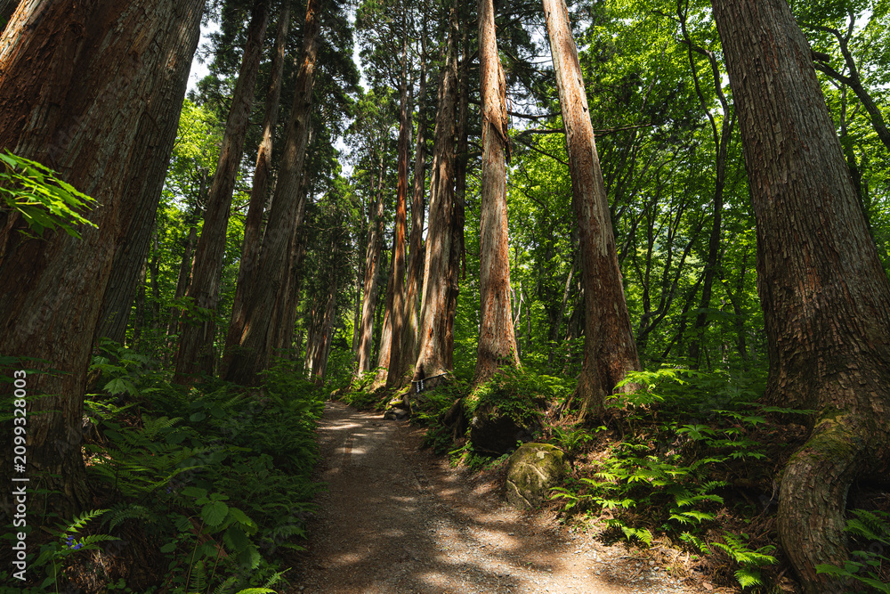 Obraz premium Forest trail tree fern woodland path nature green sunlight trunk forest trail among tall tree and fern in green woodland, with sunbeam crossing dirt path through quiet natural park