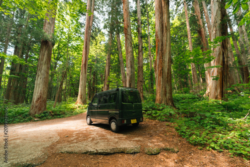 Forest van road tree travel...