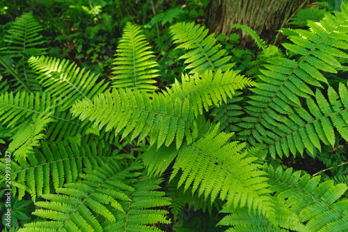 Canvas Print Fern green leaf forest foliage plant nature woodland frond lush, fern green leaf
