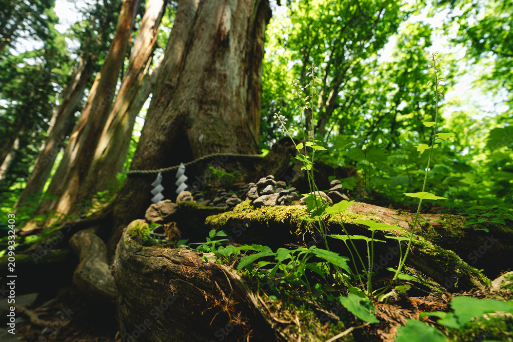 Fototapeta premium Forest tree moss root shrine stone greenery woodland nature sunlight on mossy tree root with small stone shrine, lush plant, tranquil sacred woodland scene