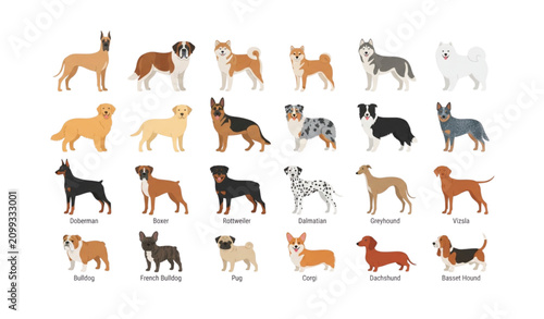 Foto Flat vector set of adult dog breeds from small medium to large isolated on white