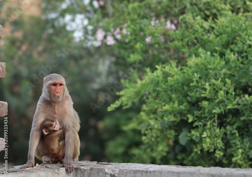 Photography A wild mother rhesus macaque monkey sitting on a wall holding her baby, showcasing animal motherhood against a blurred green nature background with copy space