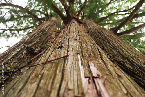 Tree trunk bark forest wood...