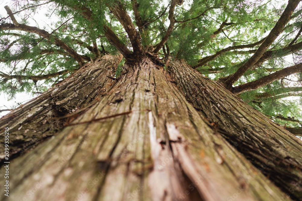 Obraz premium Tree trunk bark forest branch canopy green nature texture upward view of tall tree trunk with rough bark, leafy canopy, natural woodland detail, and vertical perspective