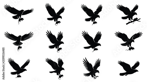 Tableau sur toile Collection of twelve black silhouettes showing eagles and hawks in various flight poses, including birds of prey capturing rodents in their talons, isolated on a white background