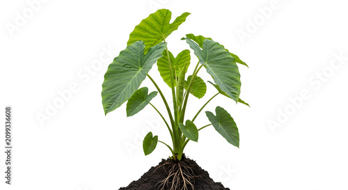 Colocasia esculenta plant with soil and roots isolated on transparent background