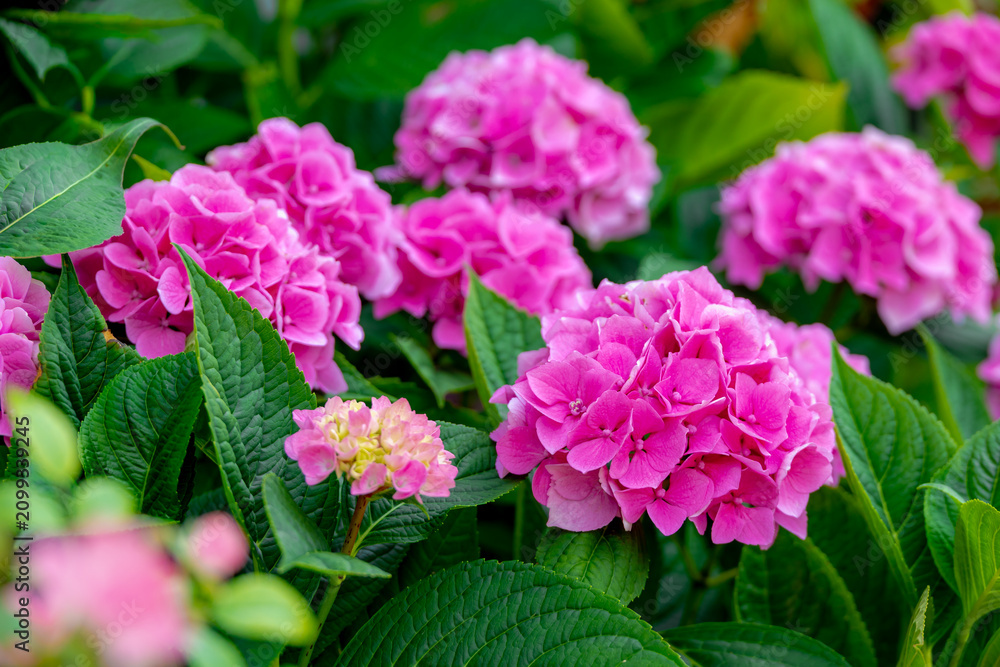 Fototapeta premium Selective focus of Hydrangea in the garden, Bushes of purple pink ornamental flower with green leaves, Hortensia flowers are produced from early spring to late autumn, Natural floral background.
