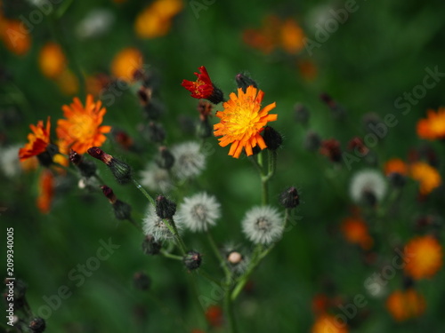 Photos Vibrant orange hawkweed flowers blooming in a summer field with fluffy white dan