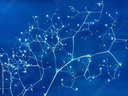 Flowering grass composition made in cyanotype technique