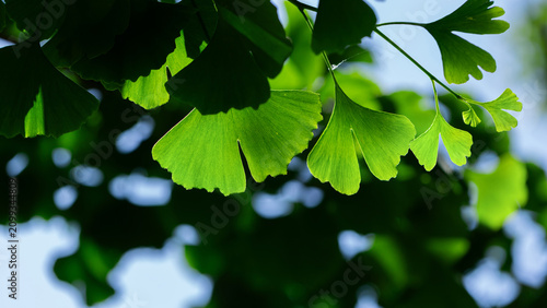 Close-up of fan-shaped ginkgo leaves bathed in soft green light. Calm, fresh ...