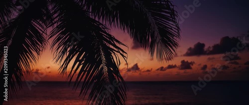 Silhouette of palm leaves against a dramatic colorful tropical sunset