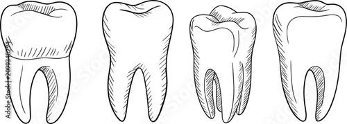 Tableau sur toile Hand drawn dental molar teeth collection, human tooth anatomy vector sketch illu