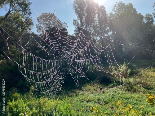 Dew drops on a spider web
