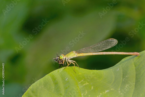 фотографія A close-up view of a Coromandel Marsh Dart (Ceriagrion coromandelianum) damselfl