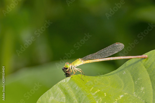 фотографія A close-up view of a Coromandel Marsh Dart (Ceriagrion coromandelianum) damselfl