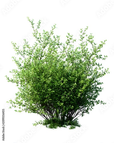 A dense low green bush isolated on a white background.
