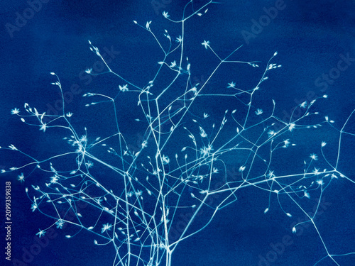 Flowering grass composition made in cyanotype technique