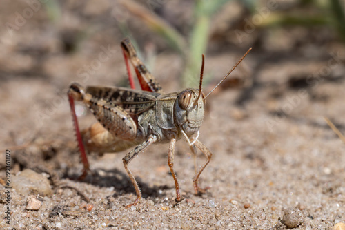 Fotografía stridulating male italian locust (calliptamus italicus) with intense red hind le