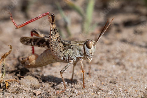 Canvastavla stridulating male italian locust (calliptamus italicus) with intense red hind le