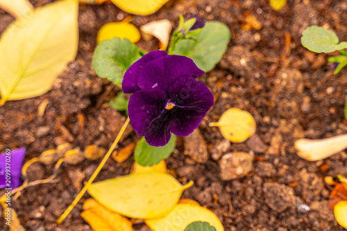 Photos of various flowers at sunset
