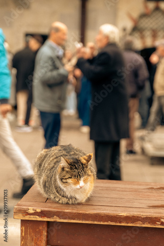 Images of the sea, street cats, and dogs at sunset