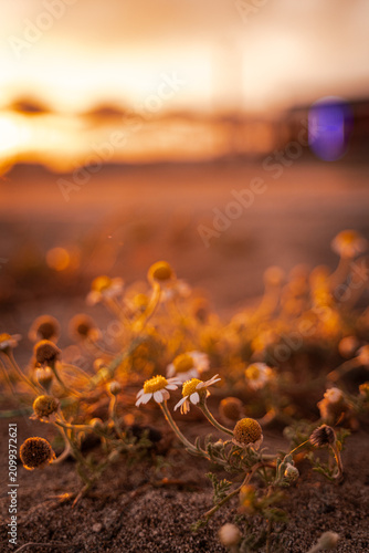 Photos of various flowers at sunset
