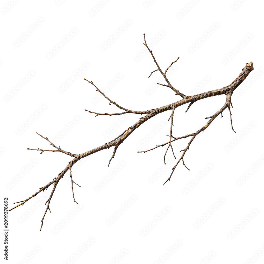 Fototapeta premium A single bare wooden branch with delicate twigs extending outwards isolated against a stark white background for a minimalist and natural design element composition