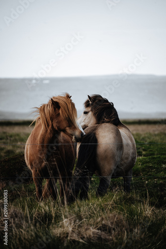 Cuadro en lienzo Icelandic horses