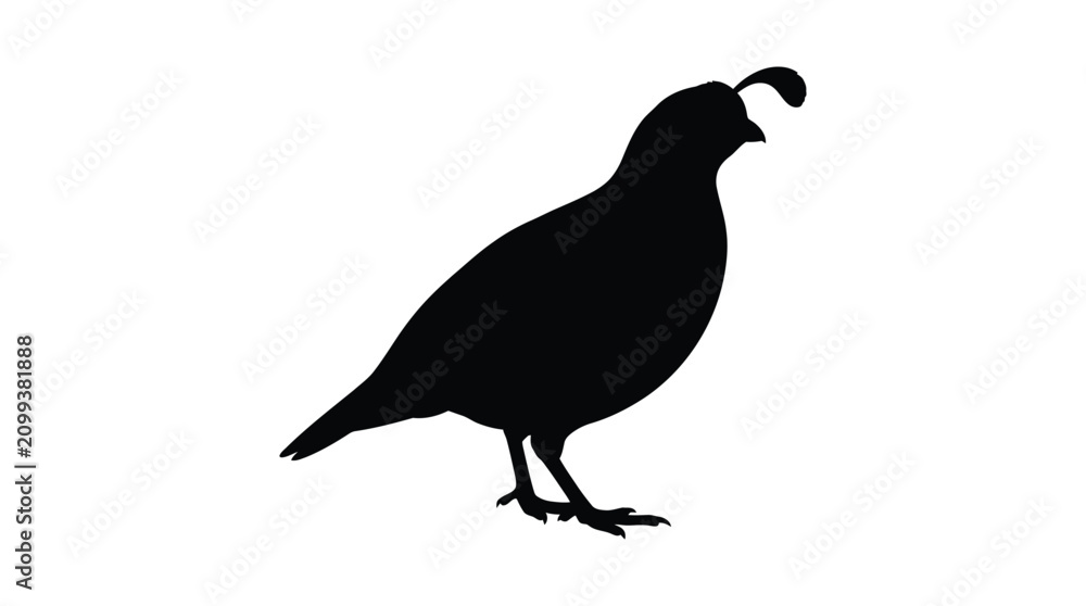Fototapeta premium Quail Silhouette Against A White Background Silhouette