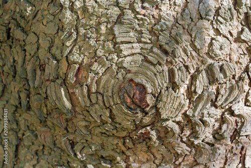 Cedrus deodara, Deodar cedar, Himalayan cedar, or Deodar close-up of the trunk, wood texture.
