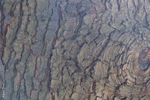 Cedrus deodara, Deodar cedar, Himalayan cedar, or Deodar close-up of the trunk, wood texture.