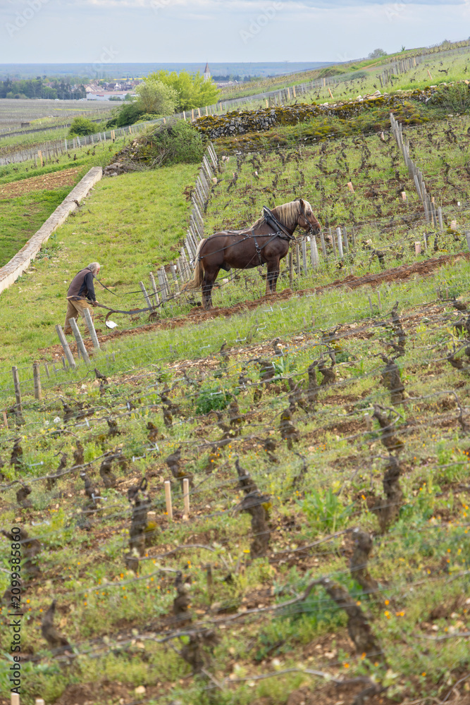 Obraz premium Horse plowing vineyard in Vougeot, Bourgogne Franche Comte, France