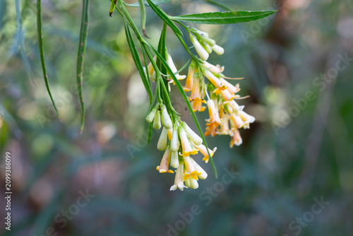 Flowers of Freylinia lanceolata, a South African plant belonging to the family Scrophulariaceae. The Freylinia lanceolata shrub has narrow, elongated leaves and delicate white and yellow tubular