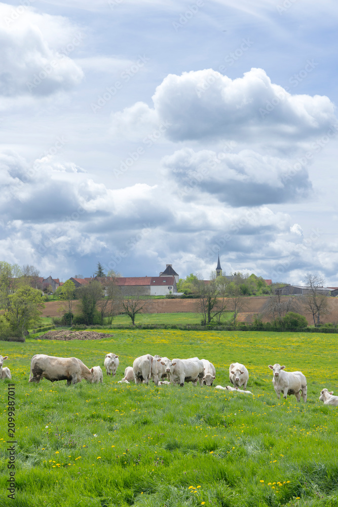 Fototapeta premium Cattle grazing in green field with Cussy la Colonne village