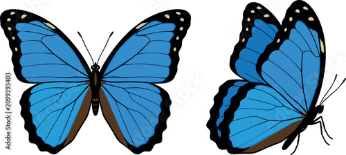 Cuadro en lienzo Blue Morpho Butterfly Vector Illustration Set Featuring Exotic Tropical Insect f