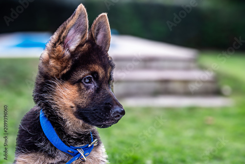 Close-up portrait of a German Shepherd puppy wearing a blue collar in a garden. The image highlights the puppy's alert expression, upright ears, and distinctive coat.