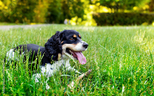 Black and white English Cocker Spaniel dog lying sideways in green grass on a blurred park background. The dog looks to the side. Training. The photo is horizontal and blurred.