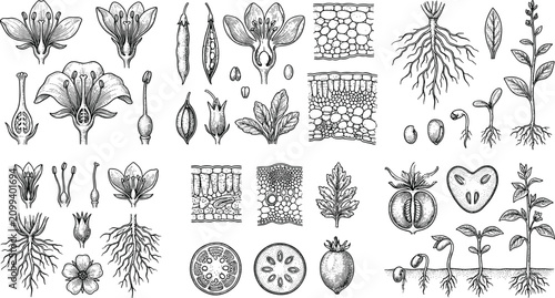 Bild auf Leinwand Vintage botanical anatomy engraving vector set with plant cross sections roots f