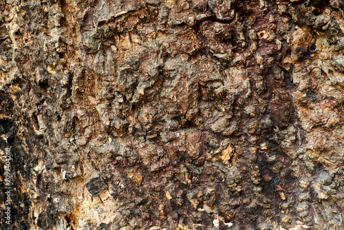Bild auf Leinwand Detailed macro shot of a rough and weathered brown tree bark texture